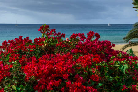 Red flowers in the background a beach by the seaの写真素材