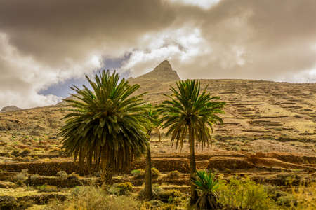 Palm group in front of a mountain with dark cloudsの写真素材