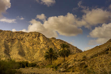 Palm group in front of a mountain with dark cloudsの写真素材