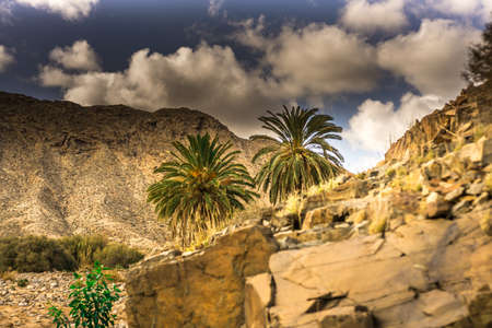 Palm group in front of a mountain with dark cloudsの写真素材