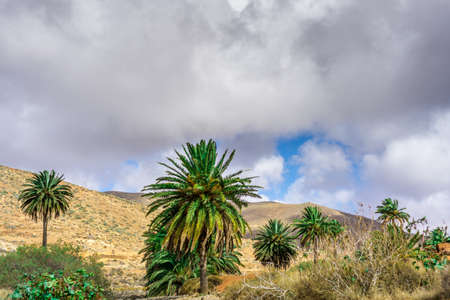 Palm trees in a barren landscape with dark cloudsの写真素材