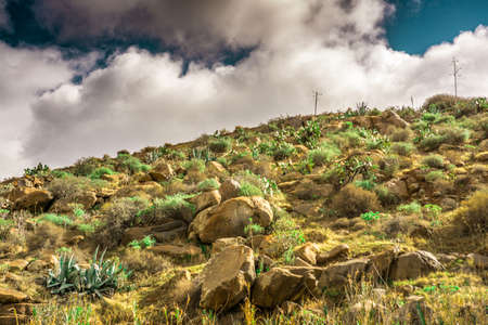 Green plants on a barren ground on a mountain with dark clouds in the skyの写真素材