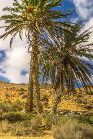 Three palm trees on barren ground in sunshine and blue skyの写真素材