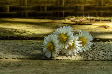 Daisies on a rustic board in the sunshineの写真素材