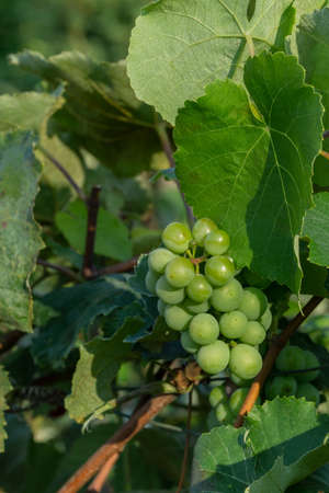 green grapes ripen in the sun. Unripe green grapesの写真素材