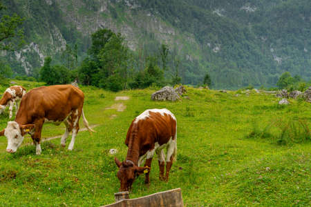 Cows on a green mountain meadow high, with high mountains in the backgroundの写真素材