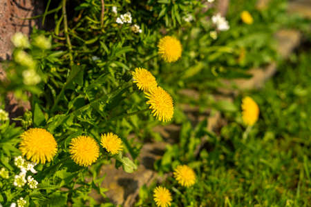 Close up of blooming yellow dandelion flowers (Taraxacum officinale) in the garden at spring time....