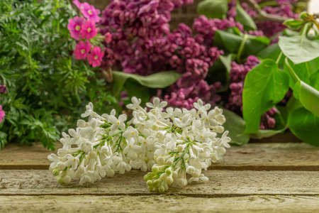 Branches with purple and white flowers on a rustic wooden backgroundの写真素材