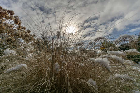 Winter nature A dried grass plant covered with icy crystals. Texture of ice and snow. Winter landscape on a meadow.の写真素材
