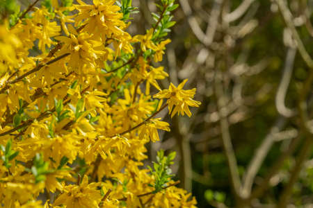 Border Forsythia is a decorative deciduous shrub garden origin. Forythia flowers in front of green grass and blue sky. Golden bell, border forsythiaの写真素材