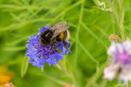 A bumblebee on a blue cornflower with a blurred backgroundの写真素材