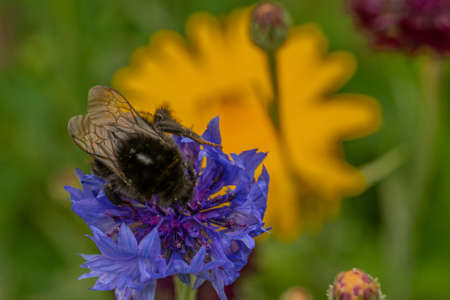 A bumblebee on a blue cornflower with a blurry background of yellow flowers