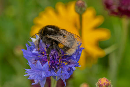A bumblebee on a blue cornflower with a blurry background of yellow flowersの写真素材