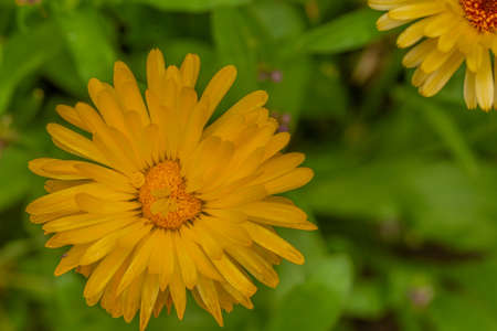 a big yellow bloom with a green blurred background in sunshineの写真素材