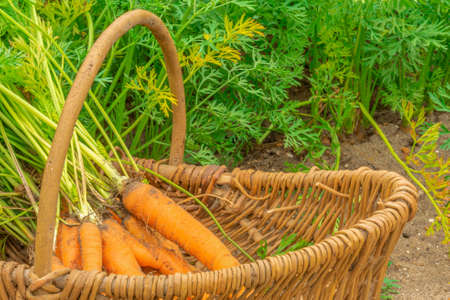 Carrots with green leaves on a bed while harvesting with a basketの写真素材