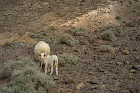 Two sheep eat in a barren landscape on the Canary Islandsの写真素材
