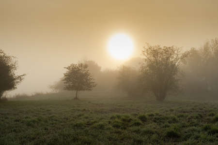 A nature reserve in the thick fog with trees at sunriseの写真素材