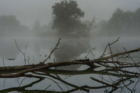 a small island in a lake with trees in thick fogの写真素材