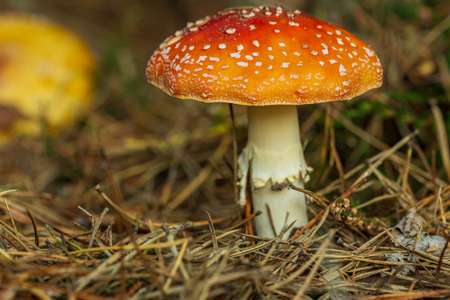 Mushrooms in the forest with moss as a close-up in the sunshineの写真素材