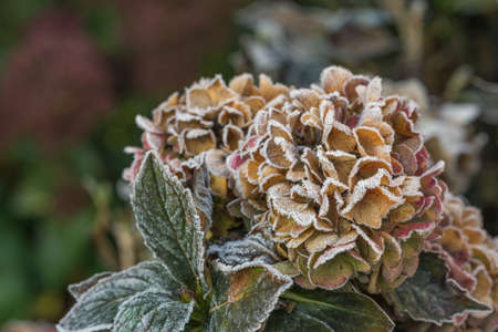 Colorful hydrangea flower covered with frost in sunshine as close-upの写真素材