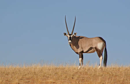 Oryx (Gemsbok) - Oryx gazella