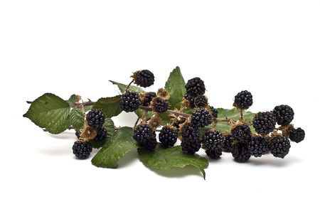 Blackberries with a branch and leaves.の写真素材