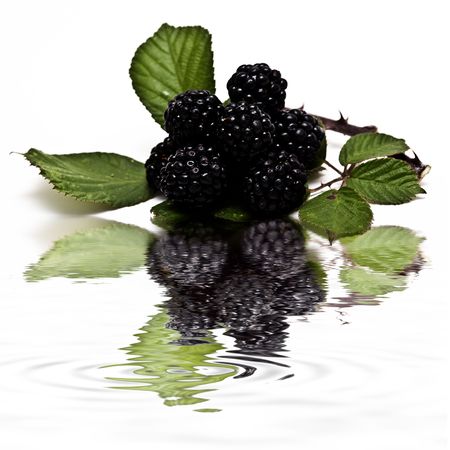 Blackberries with a branch and leaves.の写真素材