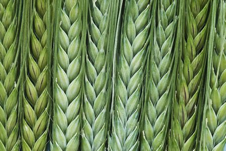 Green barley.の写真素材