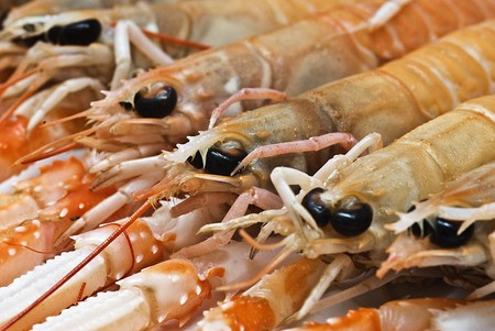 Closeup of some scampi.の写真素材