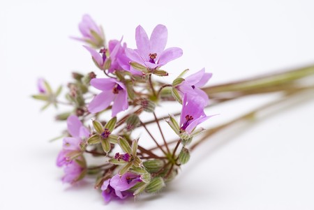 Wild flowers.の写真素材