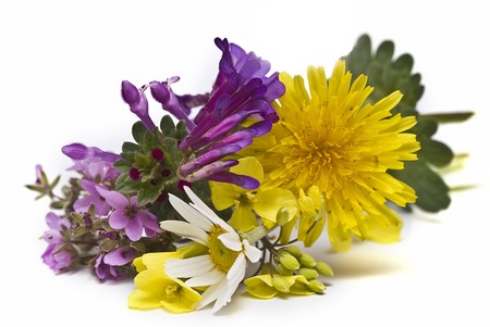 Wild flowers.の写真素材