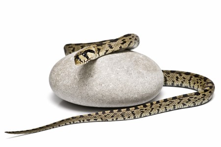 A snake on a stone.