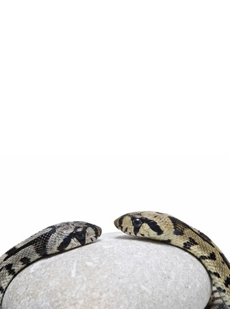 Two poisonous snakes on a stone.の写真素材