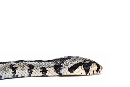 A snake`s head.の写真素材