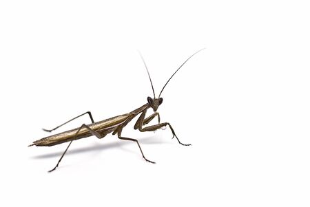 Praying mantis isolated on white background.の写真素材