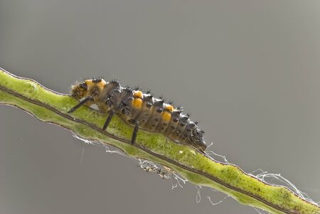 A little insect on a leaf.の写真素材