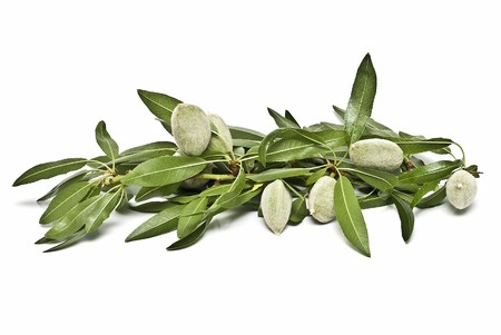 A branch with green almonds on a white background.の写真素材