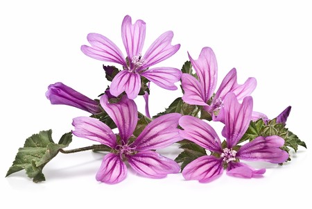 Mauve flowers.