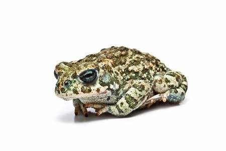 Colorful tropical toad.