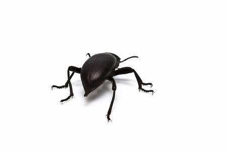 Black beetle isolated on a white background.の写真素材