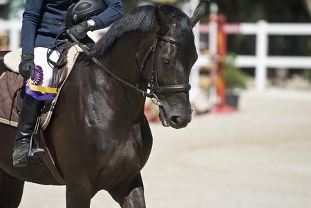 Equestrian jump.の写真素材