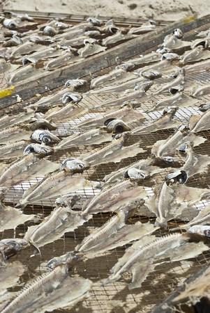 Fish drying in a dryer.の写真素材