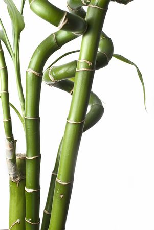 Bamboo plants on a white background.の写真素材