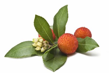 Arbutus fruit on a white background.の写真素材
