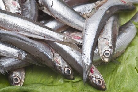 Fresh anchovies.の写真素材