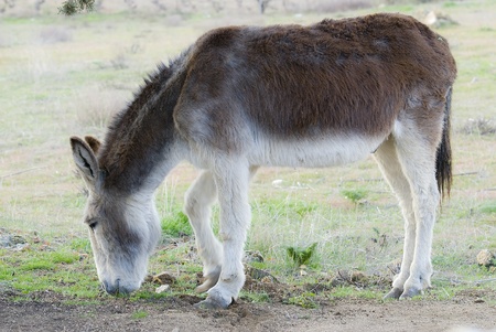 Donkey in a meadow.の写真素材