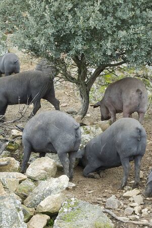 Iberian pigs in their natural environment.の写真素材