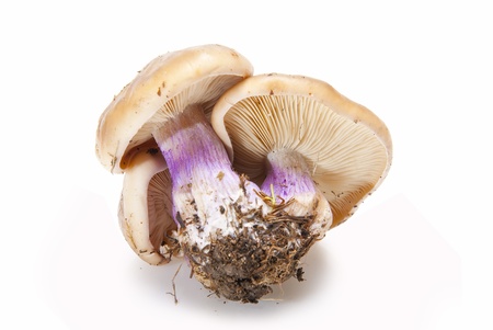 Wood blewits isolated over a white background.の写真素材