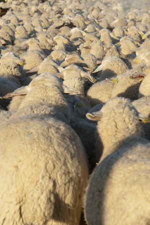 Sheep grazing in the field in a sunny day 