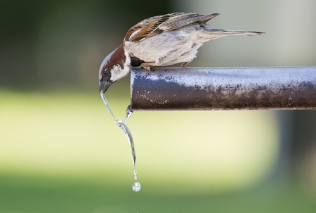 Sparrow drinking fresh water from a fountain tubeの写真素材